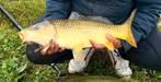 Schub karper 40/60cm, Dieren en Toebehoren, Vissen | Vijvervissen, Karper of Koi