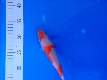 Te koop prachtige Kohaku 30 a 35cm beschikbaar voor biedingen