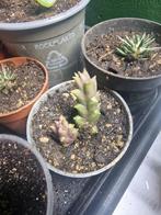Stapelia stekje, Huis en Inrichting, Kamerplanten, Ophalen, Halfschaduw, Minder dan 100 cm
