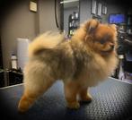 Lief klein Pomeranian Dekreu aangeboden!, Rabiës (hondsdolheid), Buitenland, 1 tot 2 jaar, Reu