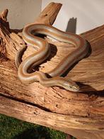 Anza Borrego Rosy boa, Slang, 3 tot 6 jaar