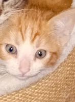 Mooie rood witkaterjes Britsekorthaar/Europese halflang€50, Dieren en Toebehoren, Katten en Kittens | Raskatten | Korthaar, Kater