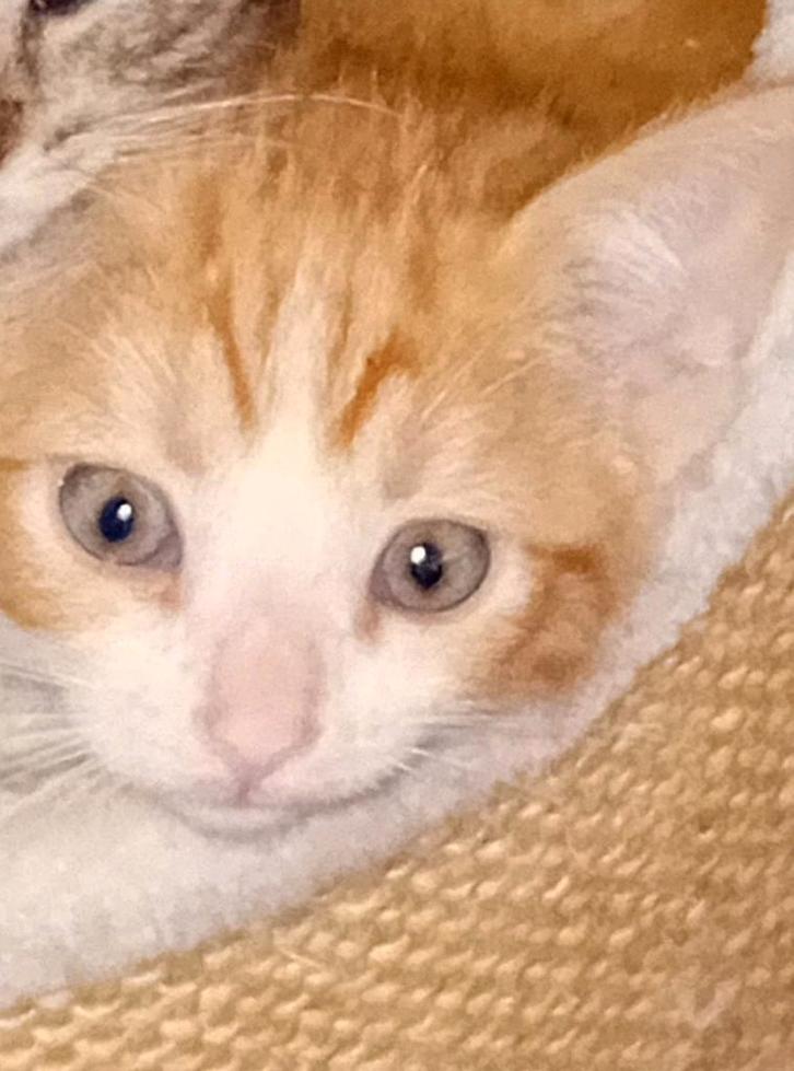 Mooie rood witkaterjes Britsekorthaar/Europese halflang€50, Dieren en Toebehoren, Katten en Kittens | Raskatten | Korthaar, Kater