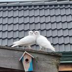 Witte trouwduiven.Bruidsduiven.Postduiven. per 2, Dieren en Toebehoren, Vogels | Duiven, Meerdere dieren, Postduif