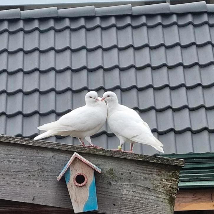 Witte trouwduiven.Bruidsduiven.Postduiven. per 2, Dieren en Toebehoren, Vogels | Duiven, Postduif, Meerdere dieren