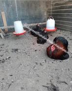 Cochin kriel cochinkriel cochin krielen wit zwart glad, Dieren en Toebehoren, Meerdere dieren, Kip
