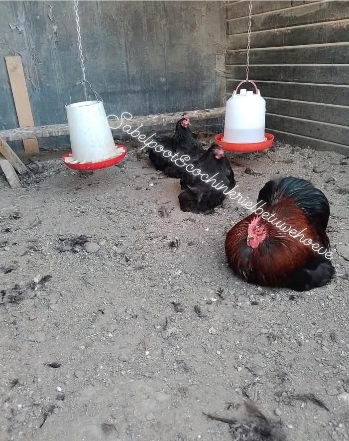 Cochin kriel cochinkriel cochin krielen wit zwart glad, Dieren en Toebehoren, Pluimvee, Kip, Meerdere dieren