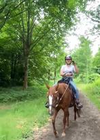 Lieve Quarter merrie aangeboden als leasepaard, Dieren en Toebehoren, Ophalen of Verzenden