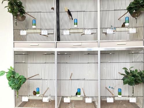 Kweek Poppen TwaTwa, Dieren en Toebehoren, Vogels | Overige Vogels, Tropenvogel, Vrouwelijk, Geringd