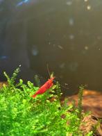 ❤️Bloody mara garnalen hoge gradatie 🦐, Kreeft, Krab of Garnaal