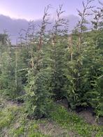 Cupressocyparis Leylandii haagconifeer, Ophalen, Conifeer, Haag, 100 tot 250 cm