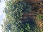 Bamboe, groenblijvend Gratis, Tuin en Terras, Ophalen, Bamboe
