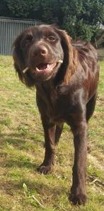 Duitse Staande langhaar reu Bonja, Dieren en Toebehoren, Duitse Staande hond, 15 weken tot 1 jaar, Eén hond, Nederland