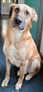 Bartje  hopper zoeken een gouden mandje, Dieren en Toebehoren, Honden | Niet-rashonden, België, Particulier, Rabiës (hondsdolheid)
