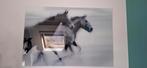 Paardenprint op glas, Huis en Inrichting, Ophalen, 50 tot 75 cm, 75 tot 100 cm, Print