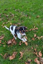 Mooie driekleurige boerenfox pup, 8 tot 15 weken, CDV (hondenziekte), Meerdere, Nederland