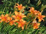 Oranje lelie winterhard rijk bloeiend sterke plant, Halfschaduw, Zomer, Vaste plant, Ophalen of Verzenden