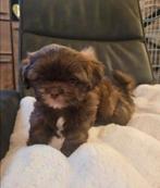 Mooie lieve shihtzu teefje, Dieren en Toebehoren, Honden | Chihuahua's en Gezelschapshonden, 15 weken tot 1 jaar, Overige rassen