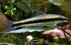 Crossocheilus siamensis - Siameese algeneter, Dieren en Toebehoren, Vissen | Aquariumvissen, Vis