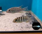 Tilapia brevinanus, Zoetwatervis, Schoolvis, Vis