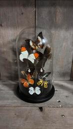 Stolp met opgezette vlinders, assorti, Verzamelen, Dierenverzamelingen, Ophalen of Verzenden, Nieuw, Opgezet dier