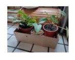 Euphorbia ingens cactus stekjes, Huis en Inrichting, Kamerplanten, Cactus, Minder dan 100 cm, Ophalen of Verzenden, Bloeiende kamerplant