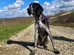 Tyson houdt van lekkere lange wandelingen, Particulier, Rabiës (hondsdolheid), Reu, 1 tot 2 jaar