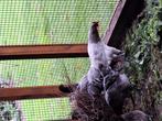 Witte Australorp haan., Dieren en Toebehoren, Pluimvee, Mannelijk, Kip