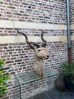 Opgezet rendierhoofd, Ophalen of Verzenden