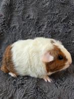 Cavia rex beertje, Mannelijk, Cavia, Na 1 juli 2024, Tam