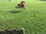 Pony,s, Dieren en Toebehoren, Pony's, Hengst, A pony (tot 1.17m), Recreatiepony, Gechipt