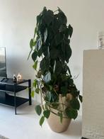 Grote kamerplant, Ophalen, 100 tot 150 cm, Overige soorten, Halfschaduw