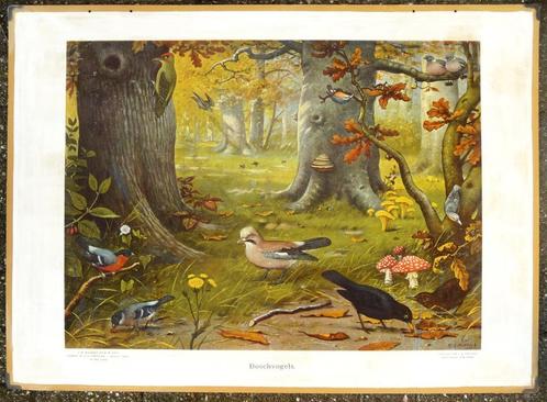Oude schoolplaat met bos en vogels, Antiek en Kunst, Antiek | Schoolplaten, Natuur en Biologie, Ophalen of Verzenden