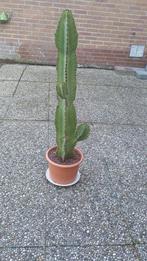 grote cactus, Ophalen, Cactus, Minder dan 100 cm