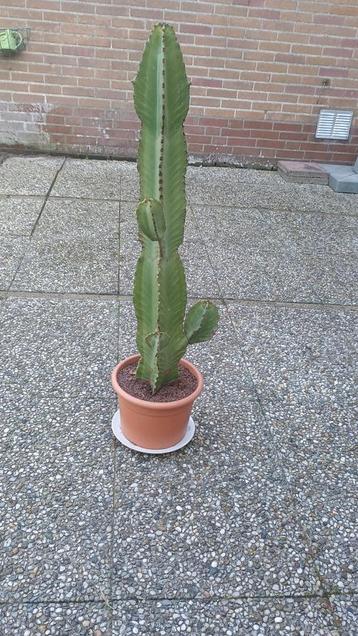 grote cactus  beschikbaar voor biedingen