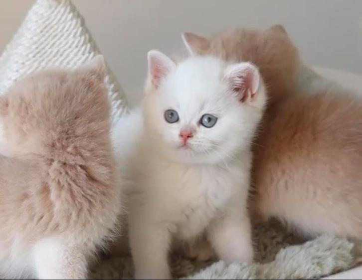 British kortharig, Dieren en Toebehoren, Katten en Kittens | Raskatten | Langhaar, Meerdere dieren, Gechipt, Ontwormd, Ingeënt