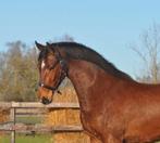 3 jarige ruin kruising fries, Dieren en Toebehoren, Paarden, Gechipt, Ruin, Dressuurpaard, 3 tot 6 jaar