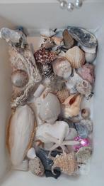 Diverse schelpen, Verzamelen, Mineralen en Fossielen, Ophalen of Verzenden, Schelp(en)