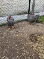 Toom wyandotte krielen, gestreept, Meerdere dieren, Kip