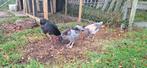Araucana x la fleche haantjes., Dieren en Toebehoren, Pluimvee, Mannelijk, Kip