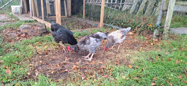 Araucana x la fleche haantjes., Dieren en Toebehoren, Pluimvee, Kip, Mannelijk