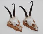 2 x  GEMS hoorns / gewei op  licht eiken schild (gewei), Verzamelen, Dierenverzamelingen, Ophalen of Verzenden, Gebruikt, Wild dier