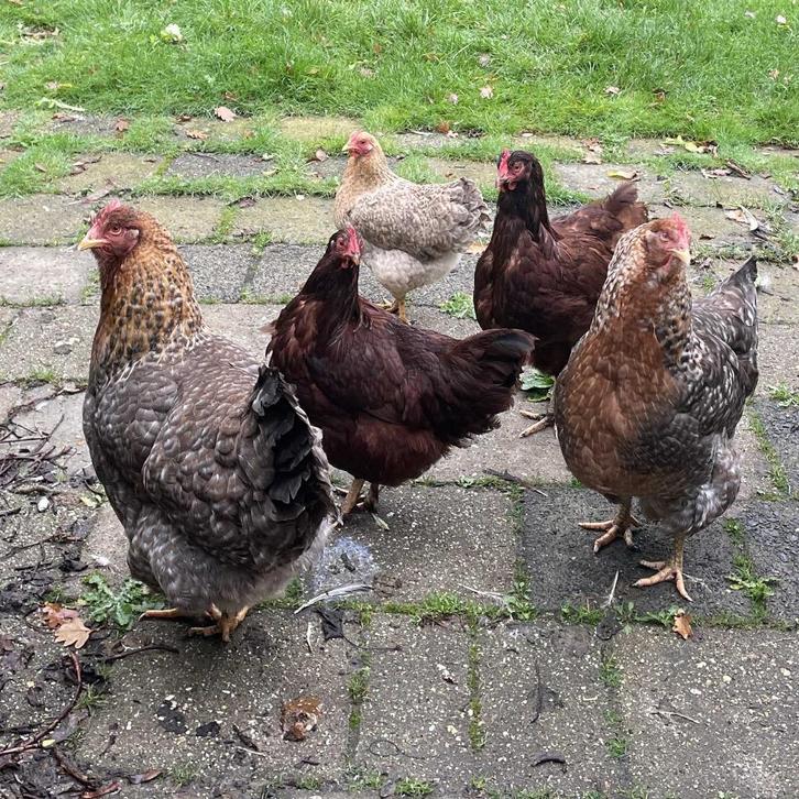 Vijf hennen ter overname Bielefelder Rhode Island Red, Dieren en Toebehoren, Pluimvee, Kip, Vrouwelijk