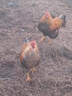 Gratis 2 wyandotte haantjes, niet voor de slacht, Dieren en Toebehoren, Mannelijk, Kip
