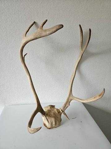 Gewei van een edelhert beschikbaar voor biedingen