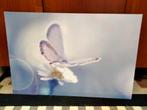 Schilderij met vlinder, Ophalen, Minder dan 50 cm, Oorspronkelijke maker, Zo goed als nieuw