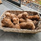 Australian labradoodle pups beschikbaar, Overige rassen, 8 tot 15 weken, Meerdere, Meerdere dieren