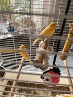 3 kanaries 2 man 1 vrouw incl. Kooi, Dieren en Toebehoren, Vogels | Kanaries, Meerdere dieren