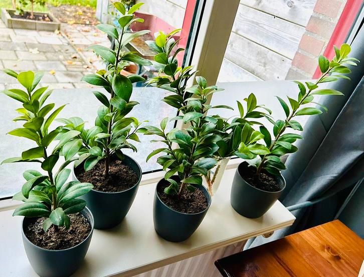 Onbewerkte ‘Ficus Ginseng’etjes van ca.1,5 jaar, zie details, Huis en Inrichting, Kamerplanten, Ficus, Minder dan 100 cm, Groene kamerplant