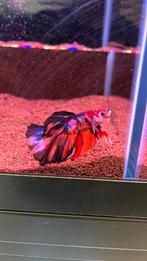 Betta koi halfmoon man, Vis, Zoetwatervis